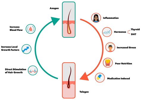 What hormone destroys hair follicles?