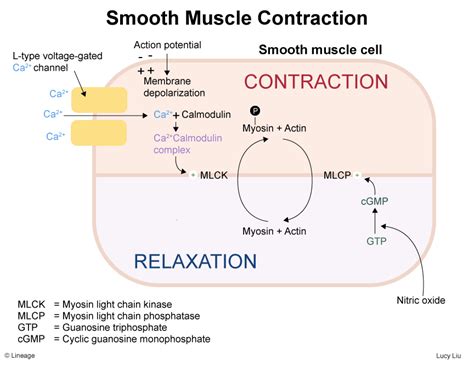 What hormone stimulates smooth muscle?