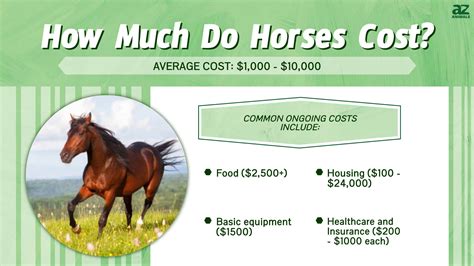 What horse cost the most?