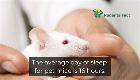 What hours do mice sleep?