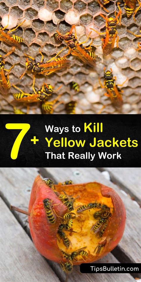What household cleaner kills yellow jackets?