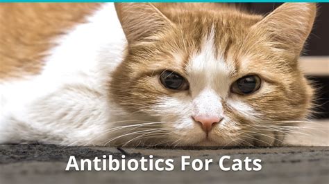 What human antibiotic is safe for cats?