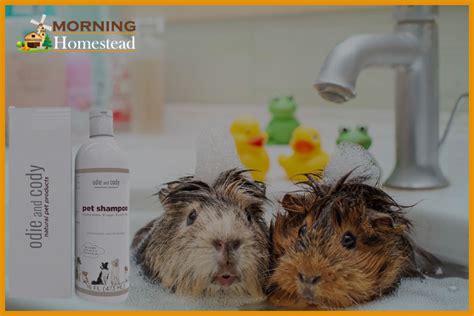 What human shampoo is safe for guinea pigs?
