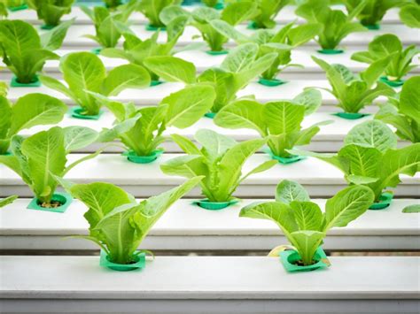 What humidity is good for hydroponics?