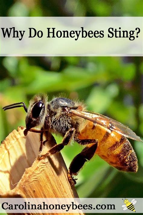 What hurts bees?