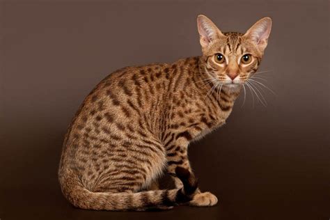 What hypoallergenic cat looks like a leopard?