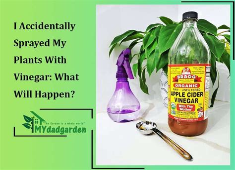What if I accidentally sprayed my plants with vinegar?