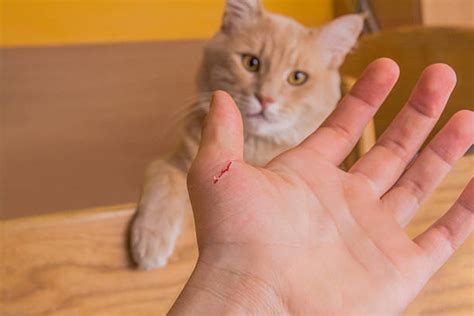 What if a cat scratches you but no blood?