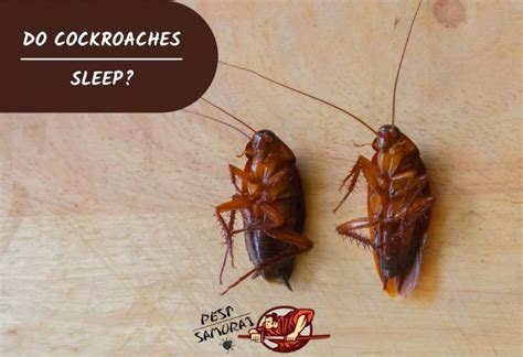 What if a cockroach crawls on you while sleeping?