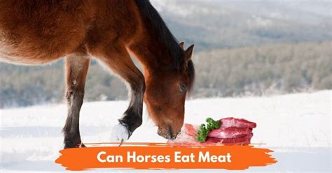 What if a horse eats meat?