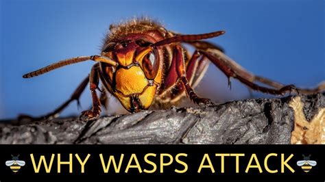 What if a wasp lands on you?