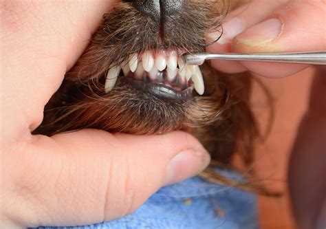 What if dog teeth touched skin?