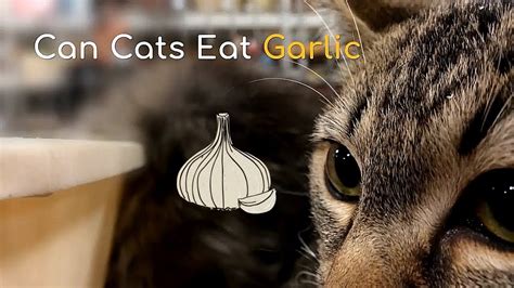 What if my cat ate a little bit of garlic?