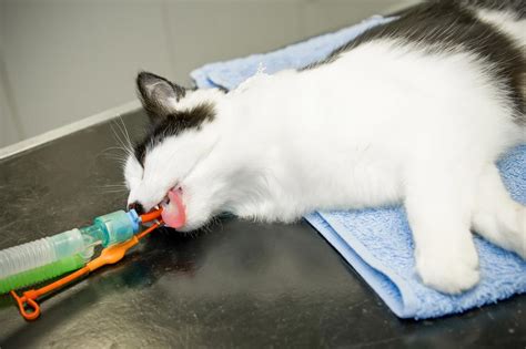 What if my cat is hungry after anesthesia?