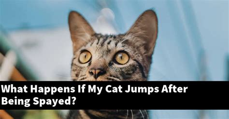 What if my cat jumps after being spayed?