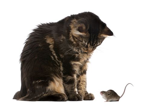 What if my cat killed a mouse but didn't eat it?