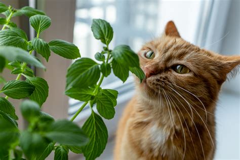 What if my cat licks a toxic plant?