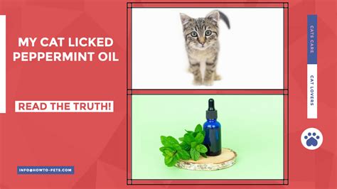 What if my cat licks peppermint oil?