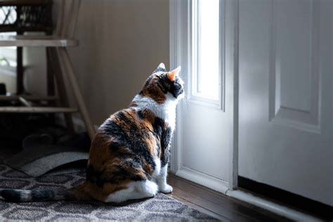 What if my cat went outside and hasn't come back?