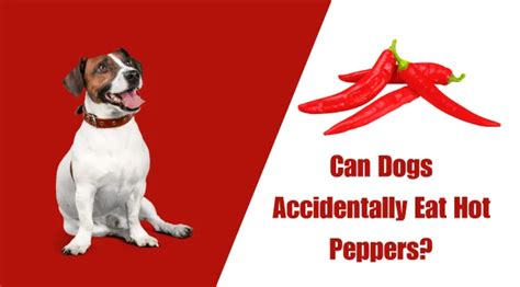 What if my dog accidentally ate pepper?