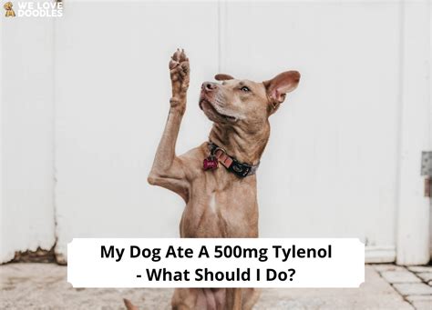 What if my dog ate 500 mg Tylenol?
