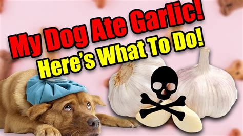 What if my dog ate garlic?