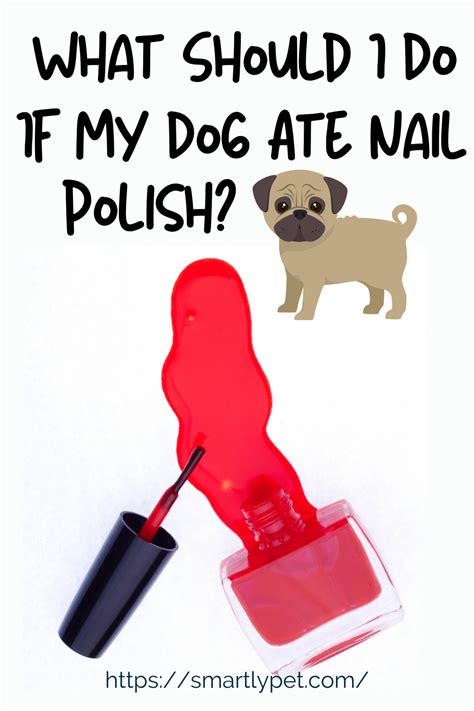 What if my dog ate nail glue?