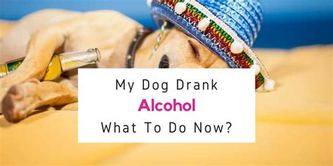 What if my dog drinks a tiny bit of wine?