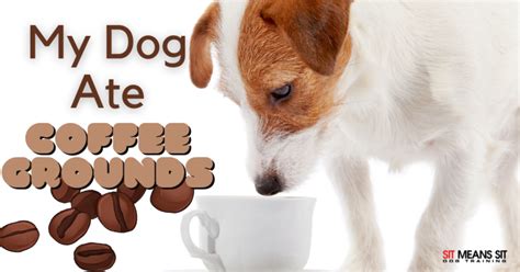 What if my dog eats coffee?