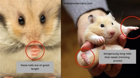 What if my hamster's nails are too long?