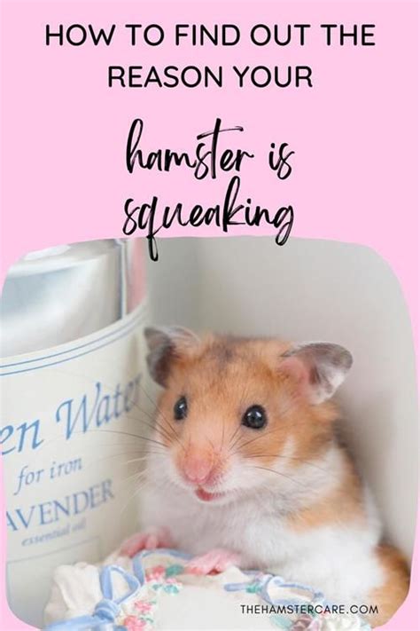 What if my hamster squeaks?