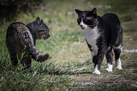 What if my older cat hates my new kitten?