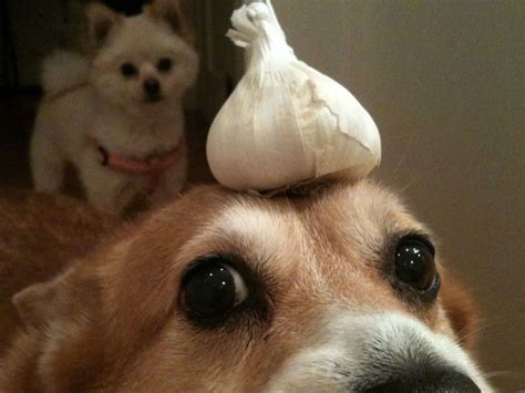 What if my small dog ate a slice of onion?