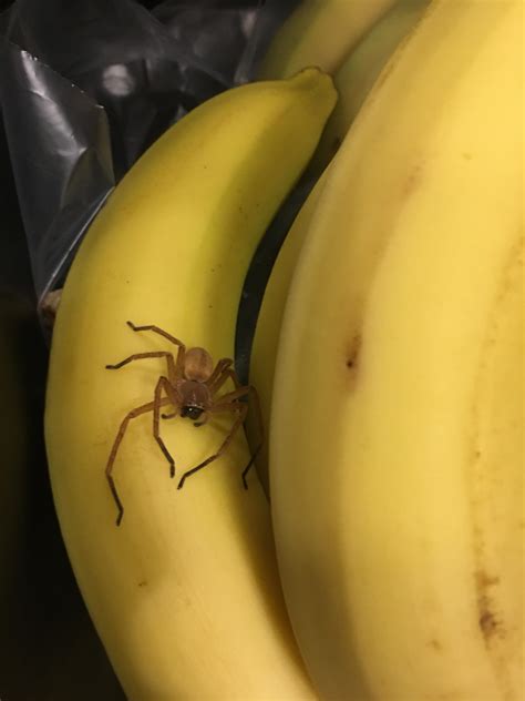 What if you get bit by a banana spider?