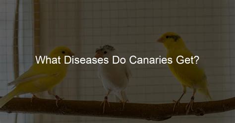 What illnesses can canaries get?