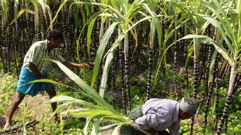 What increases yield in sugarcane?