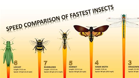 What insect dies the quickest?