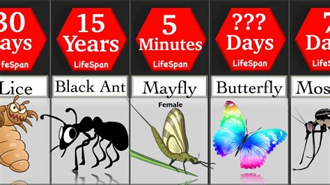What insect lives 12 hours?