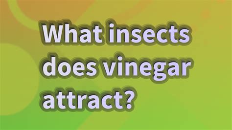 What insects does vinegar attract?