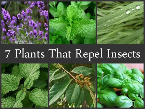 What insects hate peppermint?