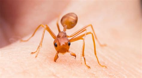 What irritates ants?