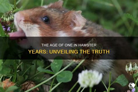What is 1 in hamster years?