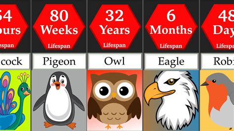 What is 1 year in bird years?