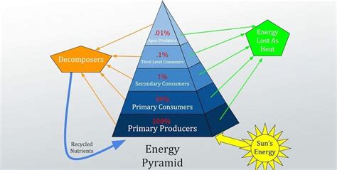 What is 10 law of energy transfer?