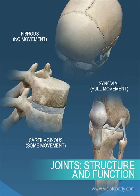 What is 3 joints?