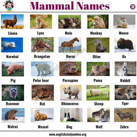 What is 40 of all mammals?