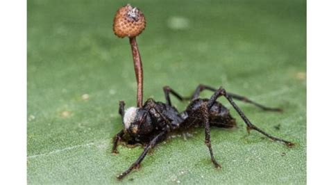 What is ANTs syndrome?