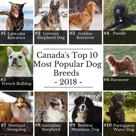What is Canada's favorite dog?