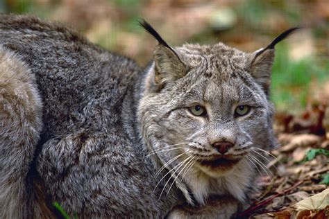 What is Canada's known animal?