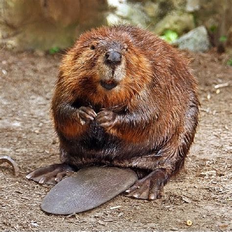 What is Canada's largest rodent?